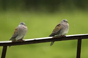 Two Turtle doves (Streptopelia turtur) perched on a rusting iron rail in a rain shower Two Turtle doves (Streptopelia turtur) perched on a rusting iron rail in a rain shower