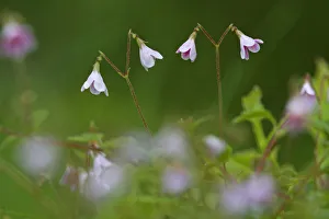 Twinflower (Linnaea borealis) in pine woodland, Cairngorms National Park, Highlands Twinflower (Linnaea borealis) in pine woodland, Cairngorms National Park, Highlands