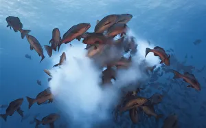Twinspot snapper (Lutjanus bohar) shoal rushing up to spawn, releasing a cloud of Twinspot snapper (Lutjanus bohar) shoal rushing up to spawn, releasing a cloud of