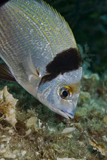 Two-banded Seabream (Diplodus vulgaris) Turtle Rock, Passage du Cavallo Two-banded Seabream (Diplodus vulgaris) Turtle Rock, Passage du Cavallo