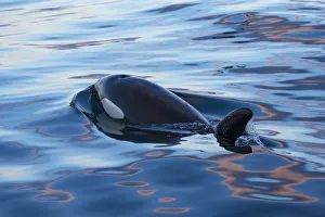 Type 1 North-east Atlantic Killer whale / Orca (Orcinus orca) surfacing, Snaefellsnes Peninsua Type 1 North-east Atlantic Killer whale / Orca (Orcinus orca) surfacing, Snaefellsnes Peninsua