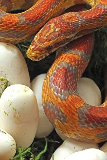 Ultramel Okeetee corn snake, with recently laid eggs, an interspecies hybrid between a Corn snake Ultramel Okeetee corn snake, with recently laid eggs, an interspecies hybrid between a Corn snake