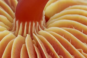 Underside of Scarlet waxcap fungus (Hygrocybe coccinea), showing stipe and gills Underside of Scarlet waxcap fungus (Hygrocybe coccinea), showing stipe and gills