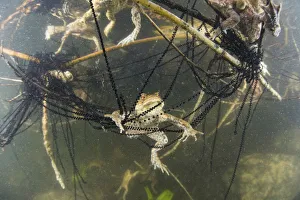 Underwater view of Toads (Bufo bufo) and toadspawn in lake, Ain, Alps, France Underwater view of Toads (Bufo bufo) and toadspawn in lake, Ain, Alps, France