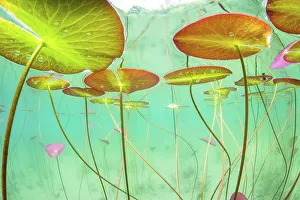 Underwater view of Waterlilies (Nymphaea alba) in a lake. Alps, Ain, France, June Underwater view of Waterlilies (Nymphaea alba) in a lake. Alps, Ain, France, June