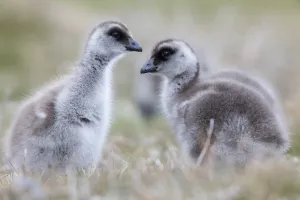 Upland goose (Chloephaga picta) goslings, Sea Lion Island, Falkland Islands, October Upland goose (Chloephaga picta) goslings, Sea Lion Island, Falkland Islands, October
