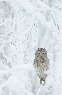 Ural Owl (Stix uralensis) resting in snowy tree, Kuusamo Finland February Ural Owl (Stix uralensis) resting in snowy tree, Kuusamo Finland February