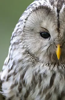 Ural owl (Strix uralensis) close-up portrait, Bergslagen, Sweden, June 2009 Ural owl (Strix uralensis) close-up portrait, Bergslagen, Sweden, June 2009