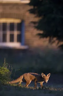 Urban Red fox (Vulpes vulpes) in front of house, London, May Urban Red fox (Vulpes vulpes) in front of house, London, May