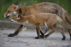 Urban Red fox (Vulpes vulpes) juvenile and adult, London, May Urban Red fox (Vulpes vulpes) juvenile and adult, London, May