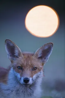 Urban Red fox (Vulpes vulpes) portrait, withlight behind, London, June Urban Red fox (Vulpes vulpes) portrait, withlight behind, London, June