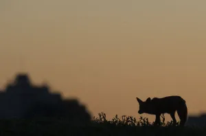Urban Red fox (Vulpes vulpes) silhouetted at dusk, London, May Urban Red fox (Vulpes vulpes) silhouetted at dusk, London, May