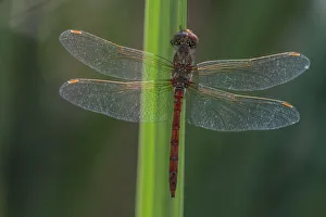 Vagrant darter (Sympetrum vulgatum) male resting. Brasschaat, Belgium. August Vagrant darter (Sympetrum vulgatum) male resting. Brasschaat, Belgium. August
