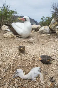 Vampire ground finch (Geospiza septentrionalis) preying on Nazca booby (Sula grantii Vampire ground finch (Geospiza septentrionalis) preying on Nazca booby (Sula grantii