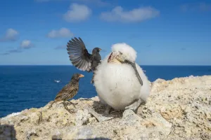 Vampire ground finch (Geospiza septentrionalis) attacking large chick to drink blood Vampire ground finch (Geospiza septentrionalis) attacking large chick to drink blood