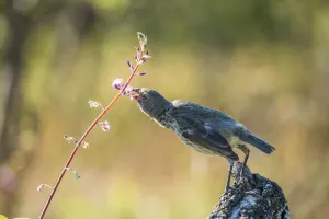 Vegetarian finch (Platyspiza crassirostris) snips petals from a hardy vine Vegetarian finch (Platyspiza crassirostris) snips petals from a hardy vine