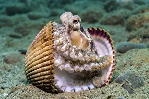 Veined octopus (Amphioctopus marginatus) between clam shell halves. Ambon, Maluku Archipelago Veined octopus (Amphioctopus marginatus) between clam shell halves. Ambon, Maluku Archipelago