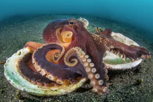 Veined octopus (Amphioctopus marginatus) resting on top of the two halves of an old Veined octopus (Amphioctopus marginatus) resting on top of the two halves of an old
