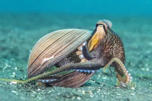 Veined octopus (Amphioctopus marginatus) emerging from its home in an old clam shell Veined octopus (Amphioctopus marginatus) emerging from its home in an old clam shell