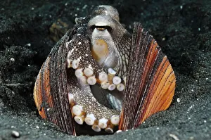 Veined Octopus, Coconut Octopus (Amphioctopus marginatus, formerly Octopus marginatus) Veined Octopus, Coconut Octopus (Amphioctopus marginatus, formerly Octopus marginatus)