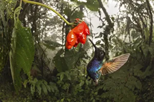 Velvet-purple coronet hummingbird (Boissonneaua jardini) visits a flower in cloud forest Velvet-purple coronet hummingbird (Boissonneaua jardini) visits a flower in cloud forest