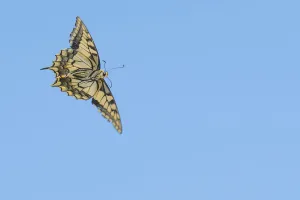 Ventral view of Swallowtail butterfly (Papilio machaon) in flight. The Netherlands. July Ventral view of Swallowtail butterfly (Papilio machaon) in flight. The Netherlands. July