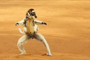 Verreauxs sifaka (Propithecus verreauxi) running with young on back, Berenty Reserve Verreauxs sifaka (Propithecus verreauxi) running with young on back, Berenty Reserve