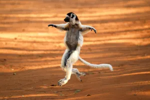 Verreauxs sifaka (Propithecus verreauxi) dancing'. Berenty Private Reserve Verreauxs sifaka (Propithecus verreauxi) dancing'. Berenty Private Reserve