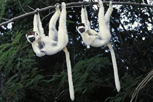 Two Verreauxs sifakas (Propithecus verreauxi) hanging from a branch, Nahampoana reserve Two Verreauxs sifakas (Propithecus verreauxi) hanging from a branch, Nahampoana reserve