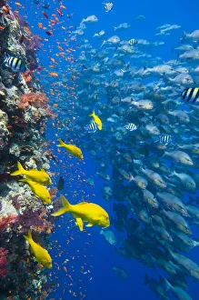 The vertical reef wall at Shark Reef, Ras Mohammed, with Scalefin anthias The vertical reef wall at Shark Reef, Ras Mohammed, with Scalefin anthias