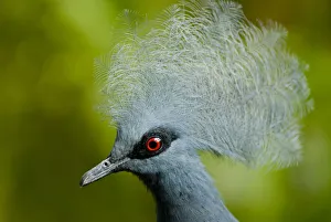 Victoria crowned pigeon (Goura victoria) head portrait, vulnerable species, captive Victoria crowned pigeon (Goura victoria) head portrait, vulnerable species, captive