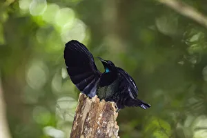 Victorias riflebird (Ptiloris victoriae) male displaying in rainforest Victorias riflebird (Ptiloris victoriae) male displaying in rainforest