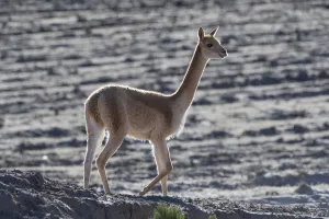 Vicuna (Vicugna vicugna) Uyuni, Altiplano, Bolivia Vicuna (Vicugna vicugna) Uyuni, Altiplano, Bolivia