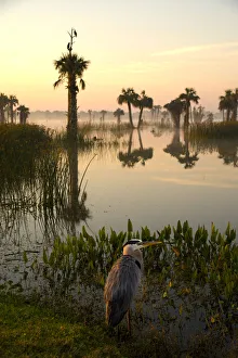 Viera Wetlands at sunrise with Great Blue Heron (Ardea herodias) in the foreground Viera Wetlands at sunrise with Great Blue Heron (Ardea herodias) in the foreground