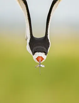 Front view of an adult Black skimmer (Rynchops niger) in flight carrying a fish Front view of an adult Black skimmer (Rynchops niger) in flight carrying a fish