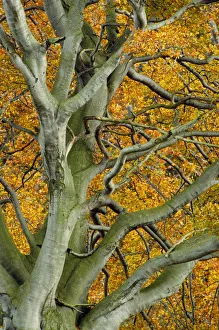 View up into Beech tree (Fagus sylvatica) in autumn, Berwickshire, Scotland, UK, October View up into Beech tree (Fagus sylvatica) in autumn, Berwickshire, Scotland, UK, October