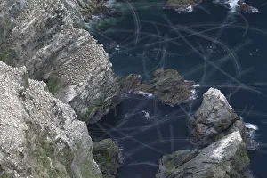 View over Gannet colony (Morus bassanus) with flight trails of birds in flight View over Gannet colony (Morus bassanus) with flight trails of birds in flight