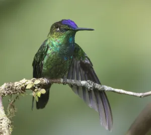 Violet-fronted brilliant (Heliodoxa leadbeateri) Ecuador Violet-fronted brilliant (Heliodoxa leadbeateri) Ecuador