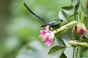 Violet tailed sylph (Aglaiocercus coelestis) Guango private reserve, Papallacta Valley Violet tailed sylph (Aglaiocercus coelestis) Guango private reserve, Papallacta Valley