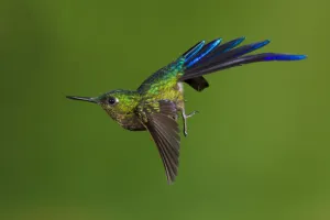 Violet-tailed sylph hummingbird (Aglaiocercus coelestis) in flight, about to land Violet-tailed sylph hummingbird (Aglaiocercus coelestis) in flight, about to land