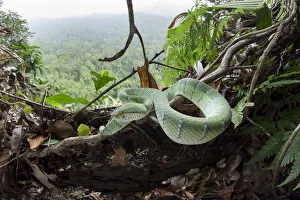 Waglers pit viper (Tropidolaemus wagleri) basking in mist-shrouded forest under storey Waglers pit viper (Tropidolaemus wagleri) basking in mist-shrouded forest under storey