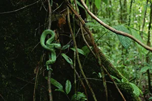 Waglers / Temple pit viper (Tropidolaemus wagleri) in lowland rainforest, Gunung Waglers / Temple pit viper (Tropidolaemus wagleri) in lowland rainforest, Gunung