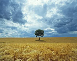 Walnut (Juglans regia) in field of ripe barley before a storm, Ribemont, Picardy, France Walnut (Juglans regia) in field of ripe barley before a storm, Ribemont, Picardy, France