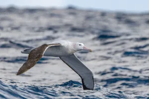 Wandering albatross (Diomedea exulans) flying on the open ocean, Drake passage, Antarctic Wandering albatross (Diomedea exulans) flying on the open ocean, Drake passage, Antarctic