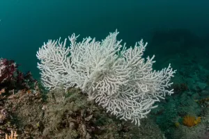 Warty / Pink sea fan coral {Eunicella verrucosa} white form, Channel Islands, UK Warty / Pink sea fan coral {Eunicella verrucosa} white form, Channel Islands, UK