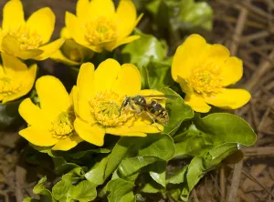 Wasp nectaring on Marsh marigold (Caltha palustris), picking up pollen on head, thorax Wasp nectaring on Marsh marigold (Caltha palustris), picking up pollen on head, thorax