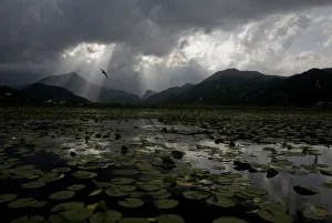 Water lilies covering surface of Lake Skadar with rays of sun coming through clouds Water lilies covering surface of Lake Skadar with rays of sun coming through clouds
