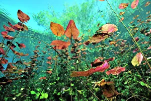 Water lilies (Nymphaeaceae) seen from below, Cenote Car Wash / Aktun Ha, Mexico Water lilies (Nymphaeaceae) seen from below, Cenote Car Wash / Aktun Ha, Mexico