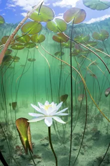 2020 november highlights/water lily nymphaea alba flower underwater lake 2020 november highlights/water lily nymphaea alba flower underwater lake