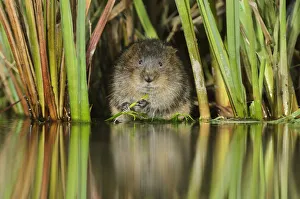 Water vole (Arvicola amphibius / Arvicola terrestris) feeding amongst vegetation Water vole (Arvicola amphibius / Arvicola terrestris) feeding amongst vegetation